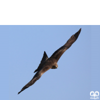 گونه کورکور سیاه Black Kite